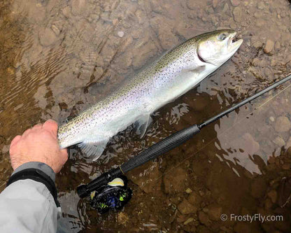 Tungsten Peacock Quill Caddis Nymph in action