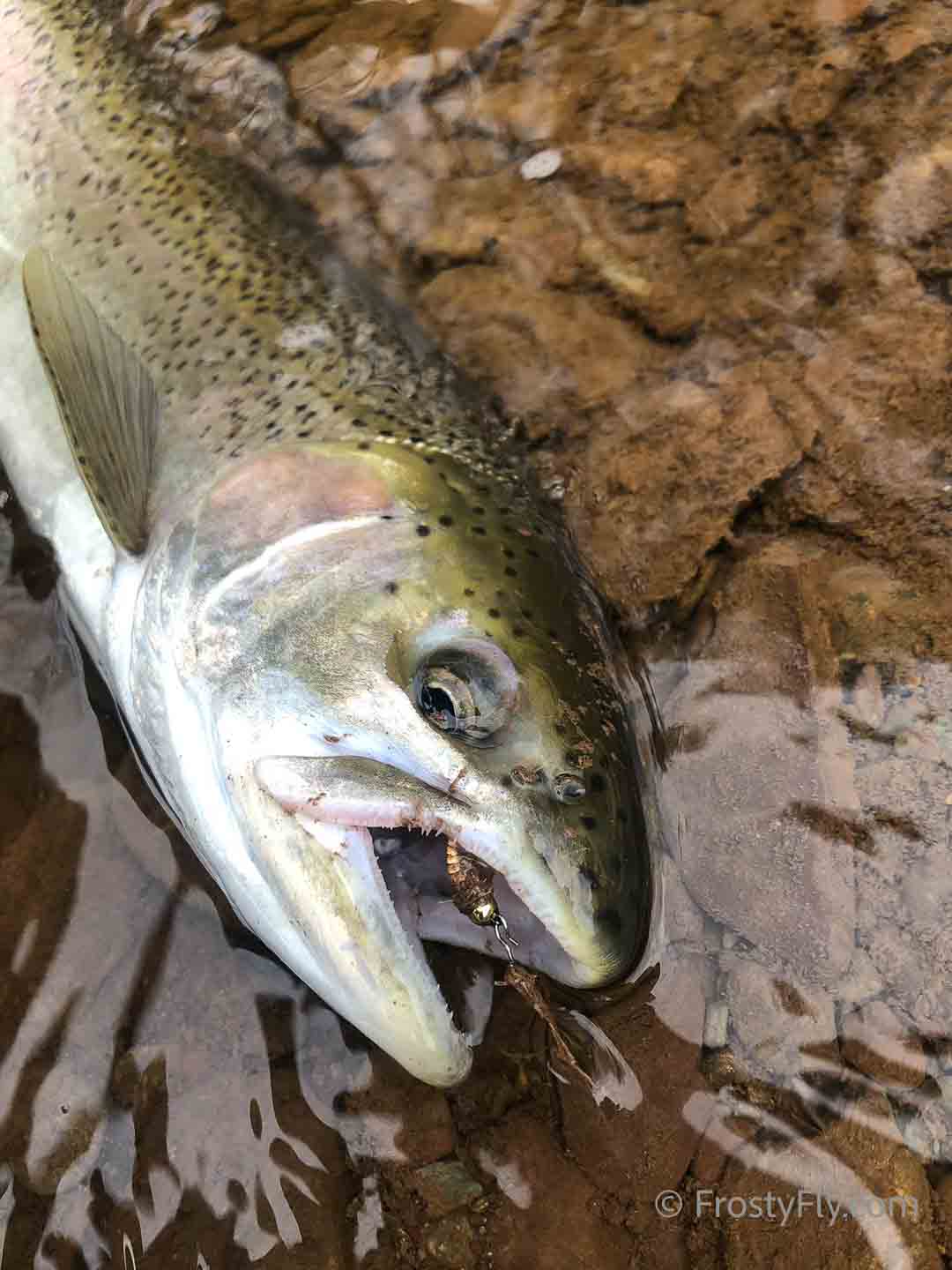 Tungsten Peacock Quill Caddis Nymph in action