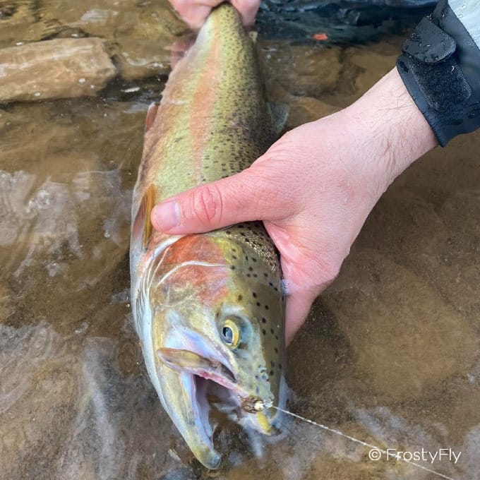 Tungsten Peacock Quill Caddis Nymph in action
