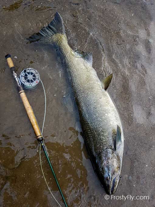 Upside Down Realistic Stonefly Nymph in action