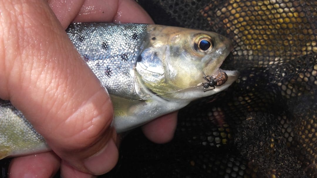 Vania's Flies Realistic Ant in Action!