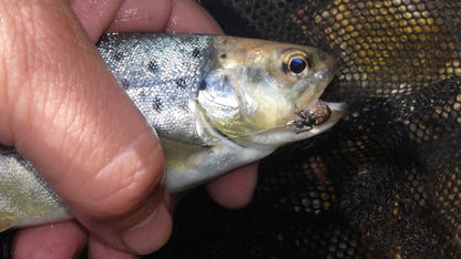 Vania's Flies Realistic Ant in Action!