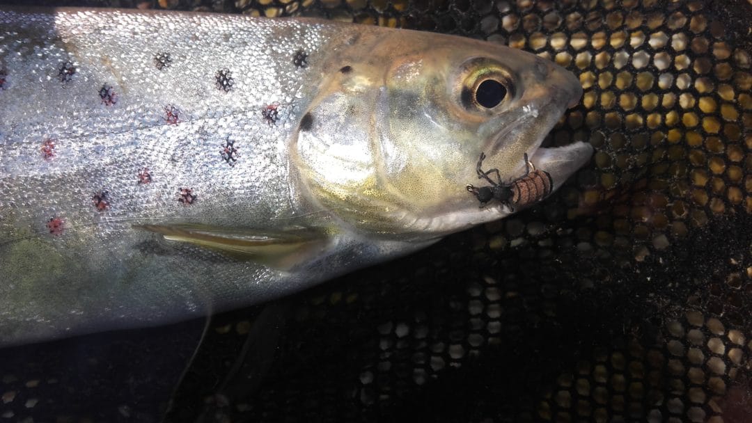 Realistic Black Ant fly floating the water