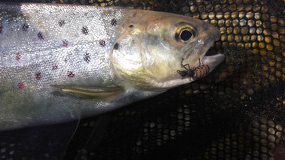 Realistic Black Ant fly floating the water