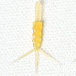 Realistic Mayfly Nymph Body with Tails