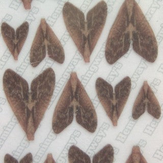 Realistic Caddis Wings