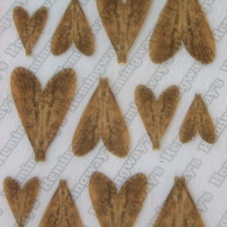 Realistic Caddis Wings