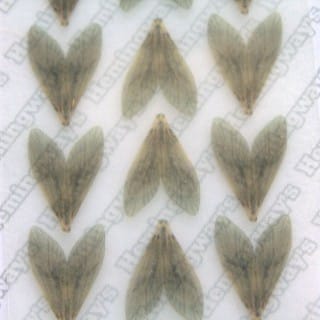 Realistic Caddis Wings