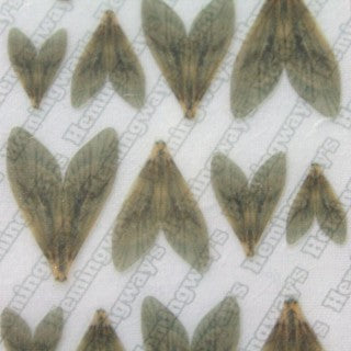 Realistic Caddis Wings