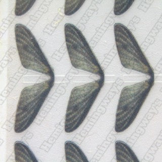 Realistic Mayfly Wings