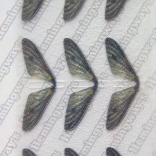 Realistic Mayfly Wings