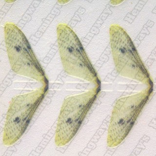 Realistic Mayfly Wings