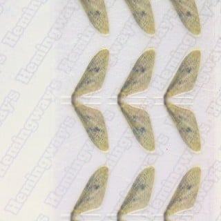 Realistic Mayfly Wings