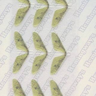 Realistic Mayfly Wings