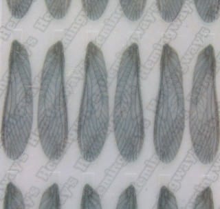 Realistic Stonefly Wings