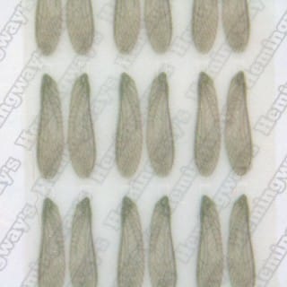 Realistic Stonefly Wings