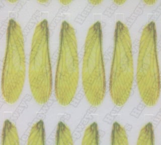 Realistic Stonefly Wings