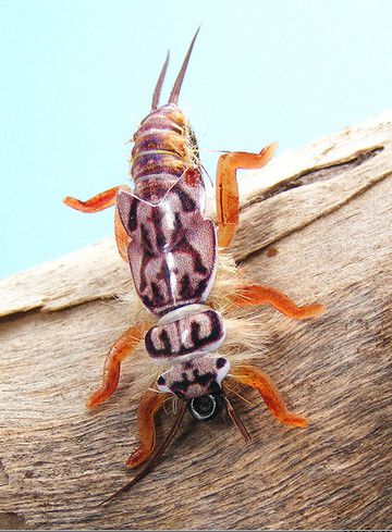 Realistic Stonefly Nymph in action