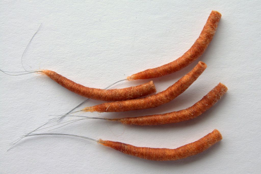 Hemingway's Mayfly Tube Bodies