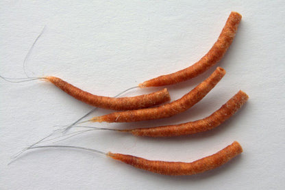 Hemingway's Mayfly Tube Bodies