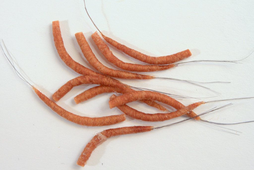 Hemingway's Mayfly Tube Bodies