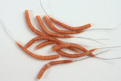 Hemingway's Mayfly Tube Bodies