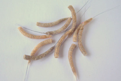 Hemingway's Mayfly Tube Bodies