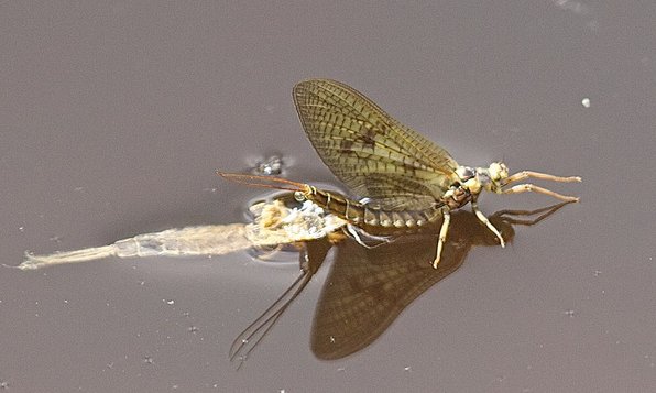 Fishing the Mayfly hatch. Techniques and flies. 