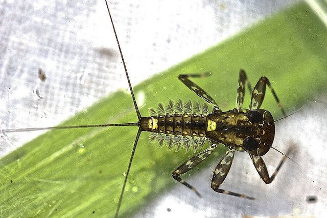 Mayfly clinger nymph – ‘Flatheaded mayfly, Heptagenia marginalis’ - Mayfly Life Cycle & How to Fish Mayfly Patterns
