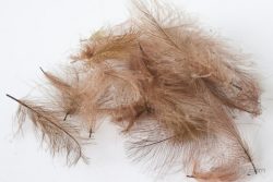 Hemingway's CDC Feathers - Brown