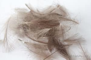 Hemingway's CDC Feathers - Natural Dark