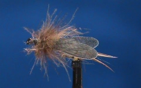 Little Brown Stonefly
