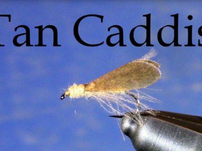 Tan Caddis by Tim Cammisa