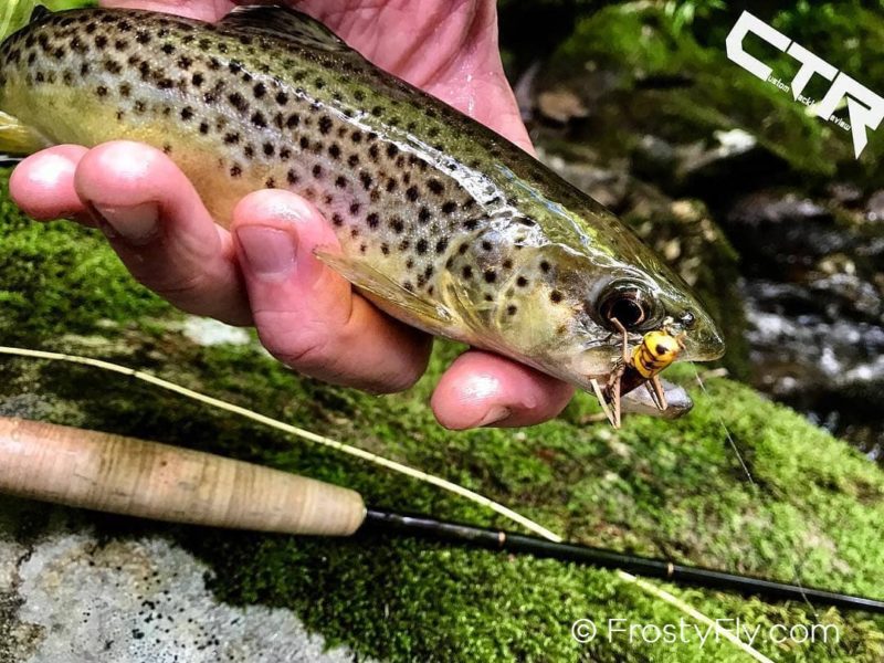 Brown trout loving the hopper
