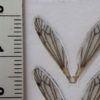 FrostyFly Realistic Crane Fly Wings - Large