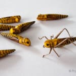 Realistic Hopper Bodies - Yellow Brown