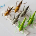 Realistic Flies - Hopper - Set of 6 Flies - Green, Gray and Yellow-Brown