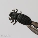 Realistic Black Bug Fly