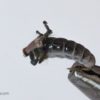 Realistic Caddis Larvae with Silicone Legs - Smokey