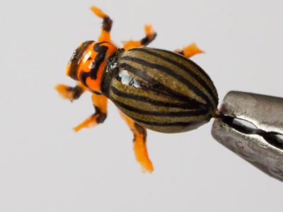 Realistic Colorado Potato Beetle Fly