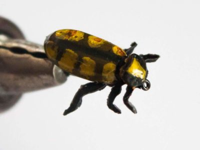 Realistic Gold Beetle Fly