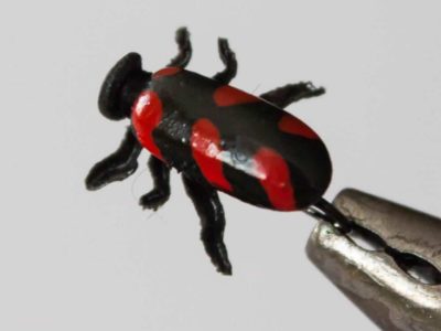 Realistic Red Bug Fly