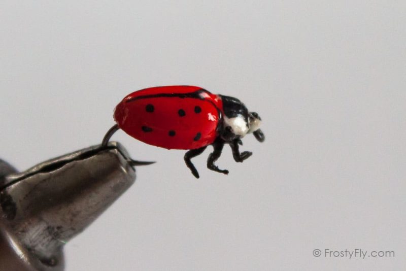 Realistic Red Ladybug Fly