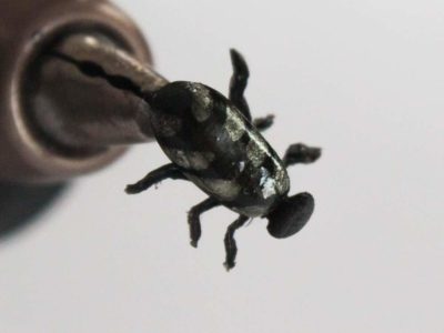 Realistic Silver Beetle Fly