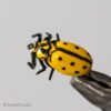 Realistic Yellow Ladybug Fly
