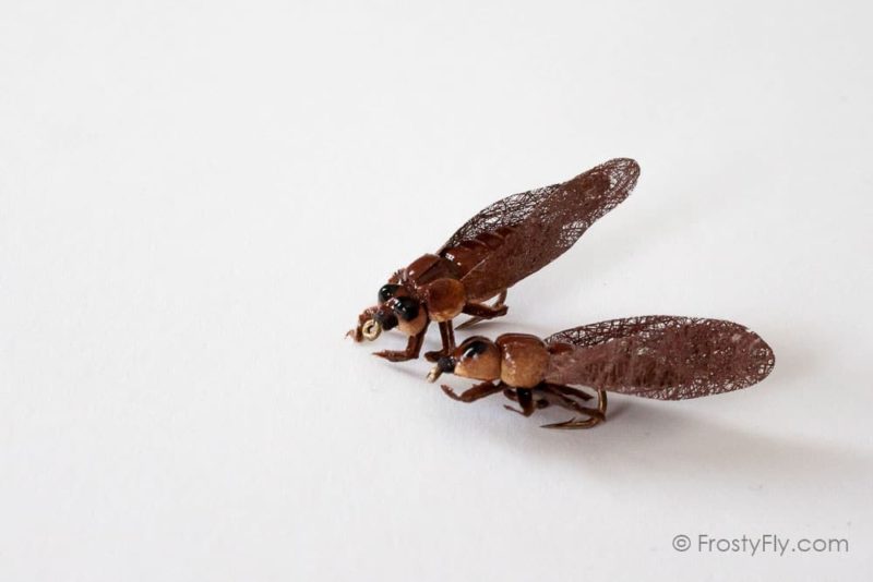 Realistic Cicada Flies - Brown
