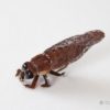 Realistic Cicada Fly - Brown