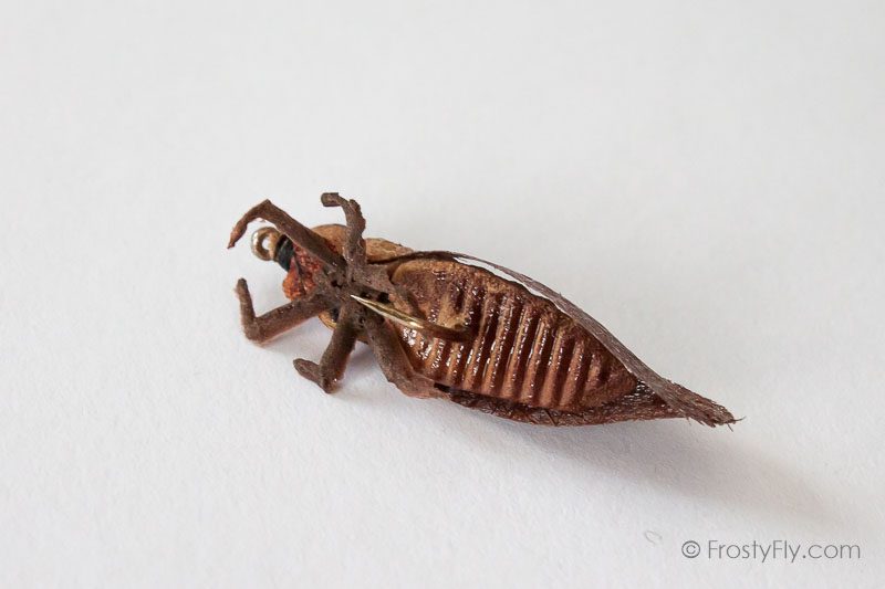 Realistic Cicada Fly - Brown