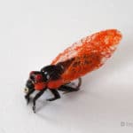 Realistic Cicada Fly - Orange