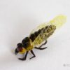 Realistic Cicada Fly - Yellow